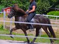 Lakkris Perla vom Kattmannskamp 10j.Islandstute Rappe 5Gänger 137cm in 49549