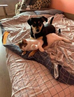Jessy sucht ihr liebevolles Zuhause - Finning