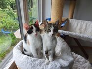 Zauberhaftes Katzenpärchen sucht liebevolles Zuhause (Kitten) - Königswinter