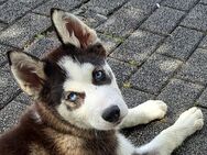 Siberian Husky Welpen letzte Rüde - Schleiden