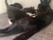 Alle reserviert… Kitten suchen Kuschelzeit - Wanzleben-Börde