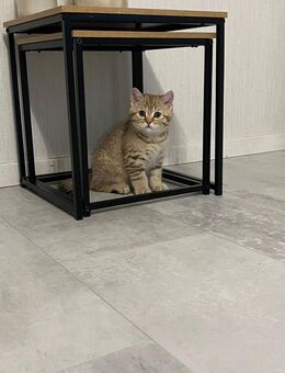 BKH Kitten zu verkaufen - Duisburg
