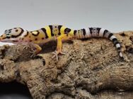 Super süße Leopardgeckos 2025 super Zahm - Jüchen