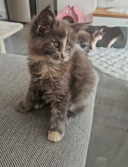 Maine Coon Kitten XXL reinrassig - Nordheim