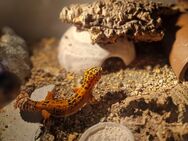 Leopardgecko weibchen Jungtiere - Hemmingstedt