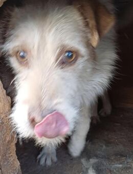 ODIN sucht seine Menschen - Konstanz