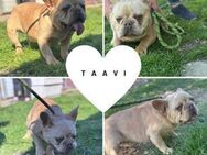 TAAVI PP Süßer Youngster möchte Liebe - Neustadt (Rübenberge)