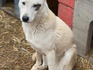 Winona wartet so lange im Shelter - Blankenheim (Nordrhein-Westfalen)