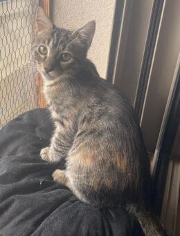 Kelsa aus dem Tierschutz - Grevenbroich