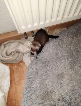 2 frettchen Weibchen abzugeben - Calau