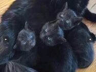 Main coon mix Katzenbabys schwarze und schwarz weis gefleckte - Ulm