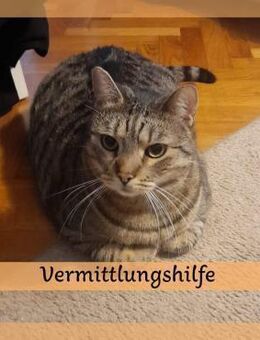 Zuhause für CIRCO gesucht ❤️ - Saarbrücken