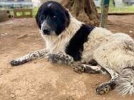 Becky 💛💛💛 ausgeglichen und sanft - Herxheim (Landau)