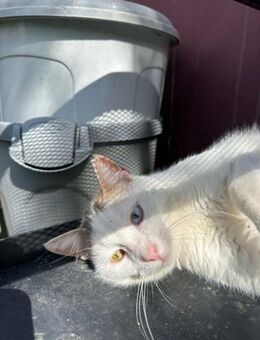 Enigma - die Geheimnisvolle - Kirchheim (München)