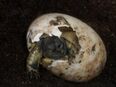 Nachzuchten Griechische Landschildkröte in liebevolle Hände abzugeben in 07937