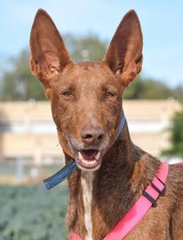 Panela sucht eine Familie mit viel Herz - Laatzen