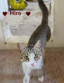 Hiro -sanfter Herzensbrecher - Stein-Wingert
