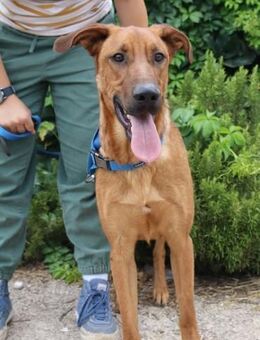 Max - junger Podenco-Schäferhund-Mix - Bad Camberg