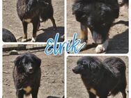Elrik möchte glücklich sein - Bissingen