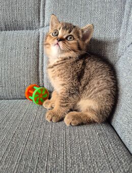 Bkh Kitten - Hörstel