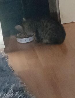 Kleine Baby Katze 4 Monate alt - Gelsenkirchen Bismarck