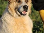Grisu - wunderbarer Familienhund - Lohra