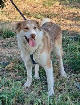 PAULA sucht ein Zuhause - Weiterstadt