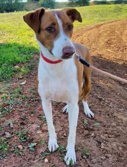 Moretto und Lyon hängen sehr aneinander - Laatzen