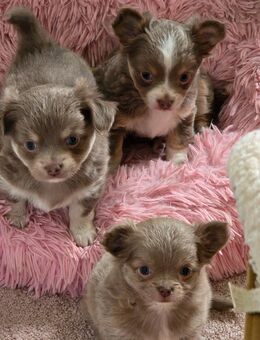 3 chihuahua weibchen suchen Neues Zuhause - Sankt Gangloff