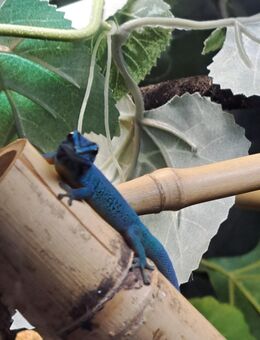 Lygodactylus williamsi 1.0 - München