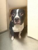 Süßer rüde zu vermitteln in 30890