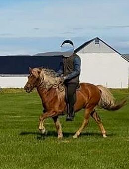 Toller Tölter für anspruchsvolle Freizeitreiter - Ihlienworth