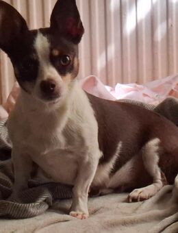 Jack Russel mix Dame sucht DRINGEND ein neues liebevolles Zuhause für immer - Amt Neuhaus