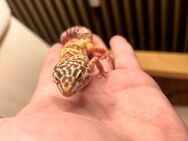 Leopardgecko Männchen Mac Snow Mix - Gladbeck