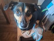 Pepper sucht ein zu Hause - Nalbach