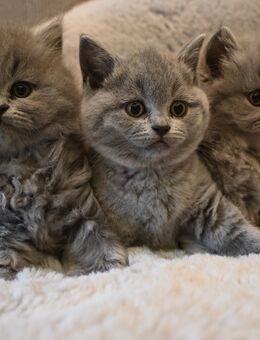 BKH Kitten Blue reinrassig - Zeven
