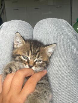 Babykater (BKH) sucht liebevolles Zuhause - Weinheim