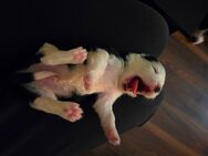 Border Collie-Malteser mix Welpen - Stuttgart