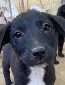 Croissant, geb. ca 08/2025, GRIECHENLAND - Euskirchen