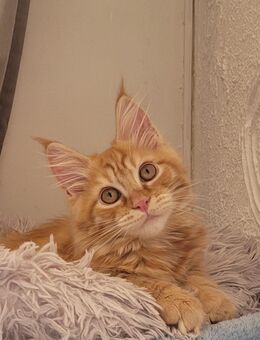 Maine Coon Bub - Allensbach