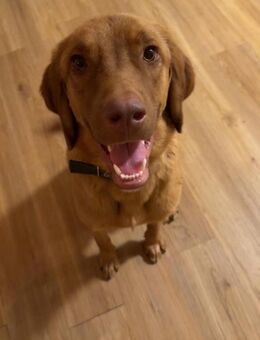 Benny sucht ein ruhiges Zuhause - Berlin