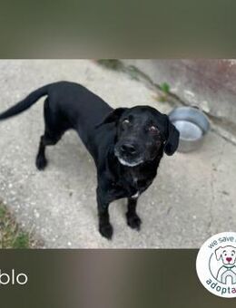 Pablo: Sucht seinen sicheren Hafen - Kirchzell