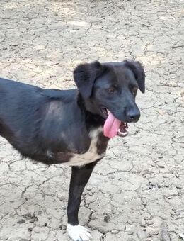 Lillesol - möchte glücklich sein - Leonberg (Baden-Württemberg)