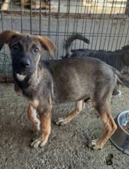 Charly von kettenlos - Bollingstedt