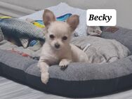 Chihuahua Welpen reinrassig - Düren