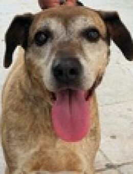 Unkomplizerte Oma Shiba hofft noch - Mettmann