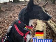 Timmy sucht ein neues Zuhause - Heppenheim (Bergstraße)