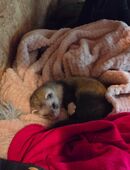 Frettchen Rüde in 46045