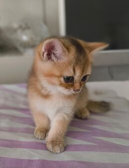 BKH Kater braun gestreift - Bielefeld Brackwede