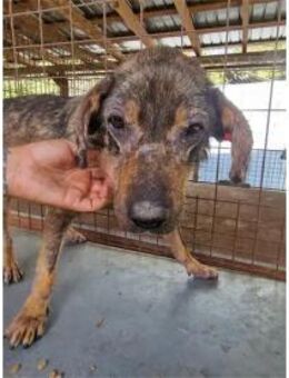 Beelo - Pflegestelle oder Zuhause gesuch - Oberwies